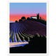 Vines At Dusk - Unframed
